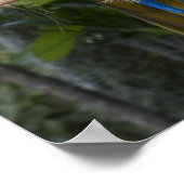 Poster bleu et jaune de Macaw (Coin)