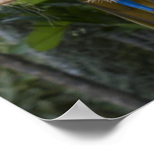 Poster bleu et jaune de Macaw (Coin)