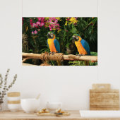 Poster bleu et jaune de Macaw (Cuisine)