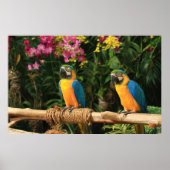 Poster bleu et jaune de Macaw (Devant)