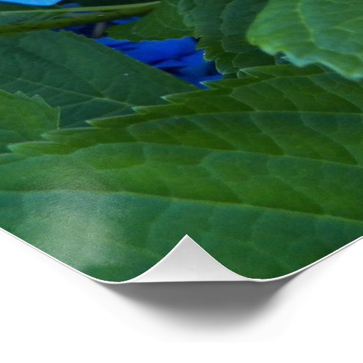 Poster Bleu Hydrangée fleurit Floral brillant (Coin)