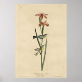 Poster Bleu Jaune Paruline (Devant)