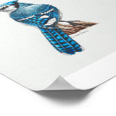 Poster Bleu Jay (Coin)