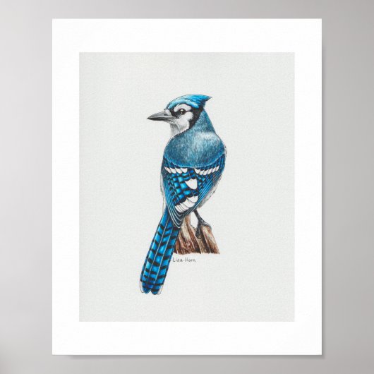 Poster Bleu Jay (Devant)