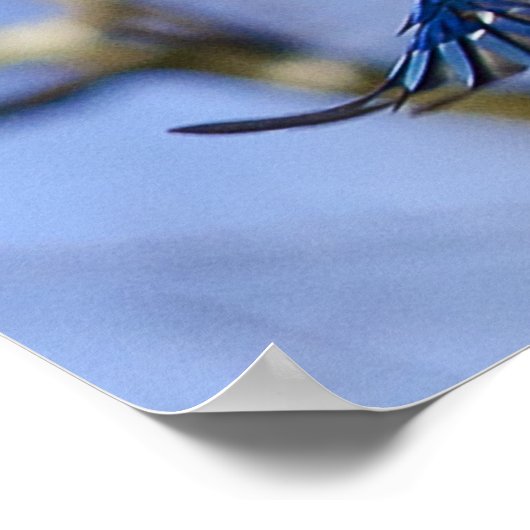 Poster Bleu Jay en vol (Coin)