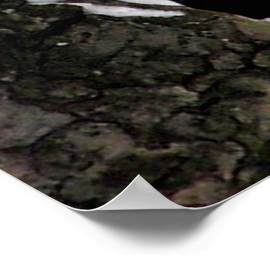 Poster bleu Jay / Imprimer (Coin)