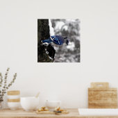 Poster bleu Jay / Imprimer (Cuisine)