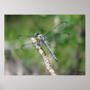 Poster Bleu libellule sur Perch