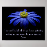 Bleu marguerite avec Citation de Yeats