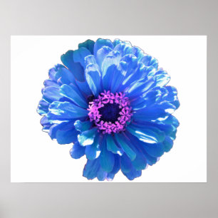 Poster Bleu marguerite bleu photo florale