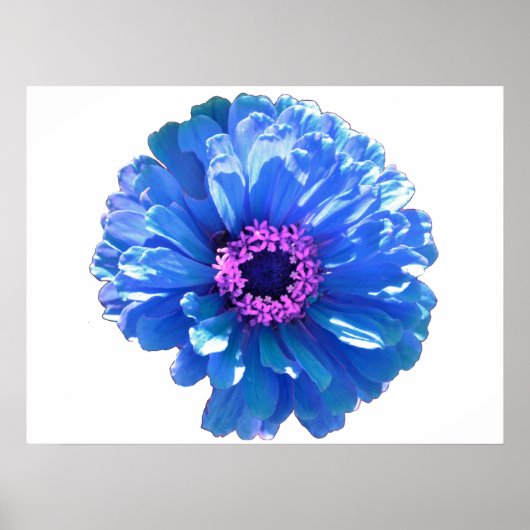 Poster Bleu marguerite bleu photo florale (Devant)