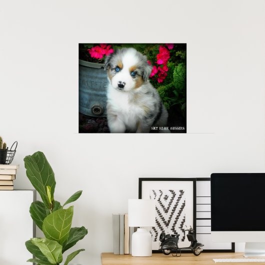 Poster bleu Merle Aussie 2 Chiot (Bureau à domicile)