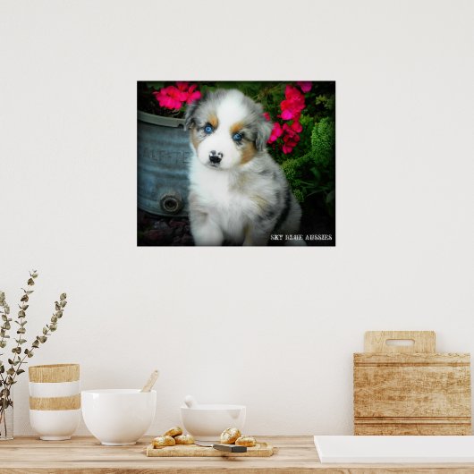 Poster bleu Merle Aussie 2 Chiot (Cuisine)