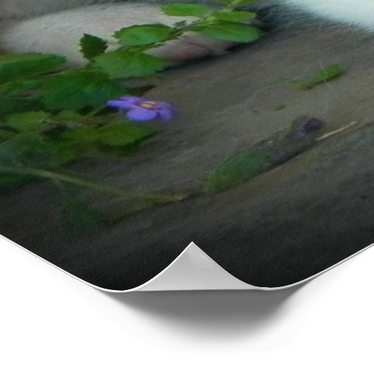 Poster bleu Merle Aussie 3 Chiot (Coin)