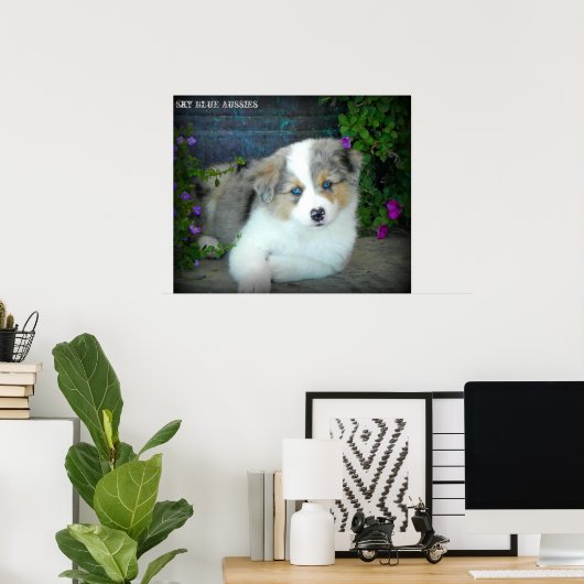 Poster bleu Merle Aussie 3 Chiot (Bureau à domicile)