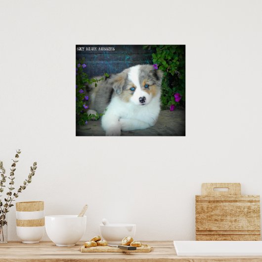 Poster bleu Merle Aussie 3 Chiot (Cuisine)