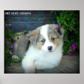 Poster bleu Merle Aussie 3 Chiot (Devant)