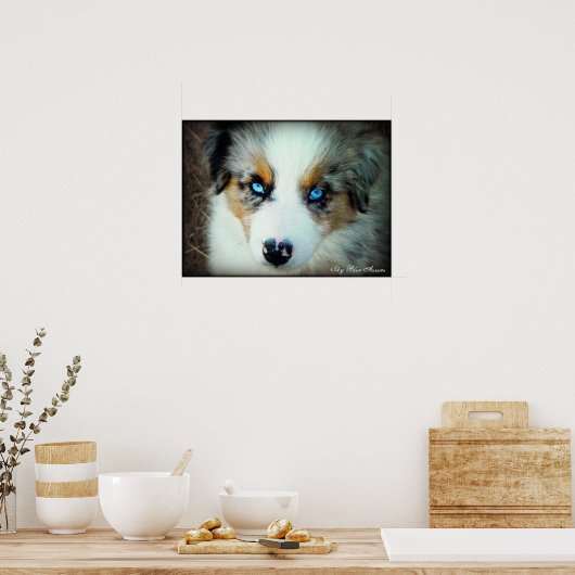 Poster bleu Merle Aussie Puppy (Cuisine)
