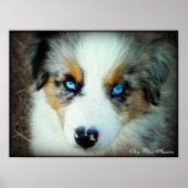 Poster bleu Merle Aussie Puppy (Devant)
