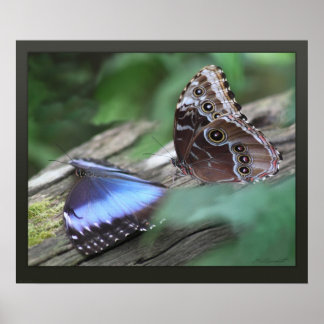 Poster Bleu Morphos toile Imprimer -24x20 -autres tailles
