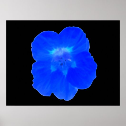 Poster Bleu Nasturtium (Devant)