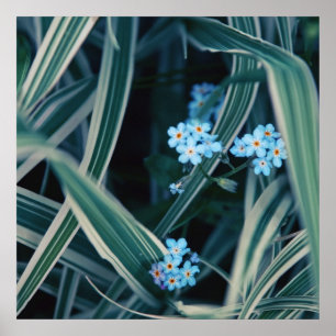 Poster Bleu Oubliez-moi-pas Fleurs dans l'herbe