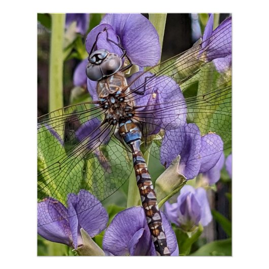 Poster Bleu-Oyé Darner Dragonfly Glossy (Devant)