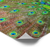 Poster bleu Peacock #3 (Coin)