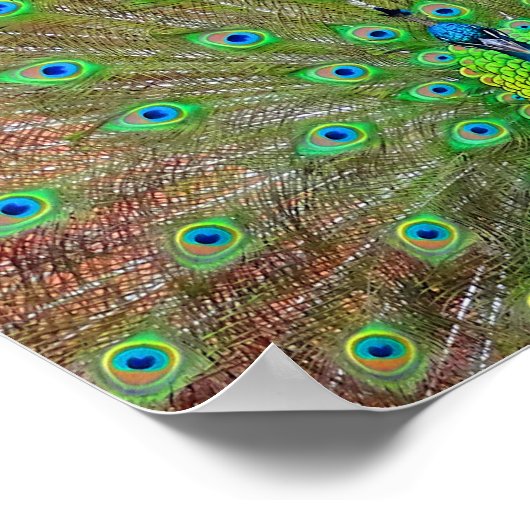 Poster bleu Peacock #3 (Coin)