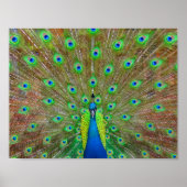 Poster bleu Peacock #3 (Devant)
