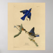Poster Bleu rouge de l'est des oiseaux d'Amérique d'Audub (Devant)