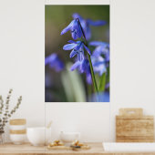 Poster Bleu Scilla siberica (Squill en Bois) Fleurs (Cuisine)