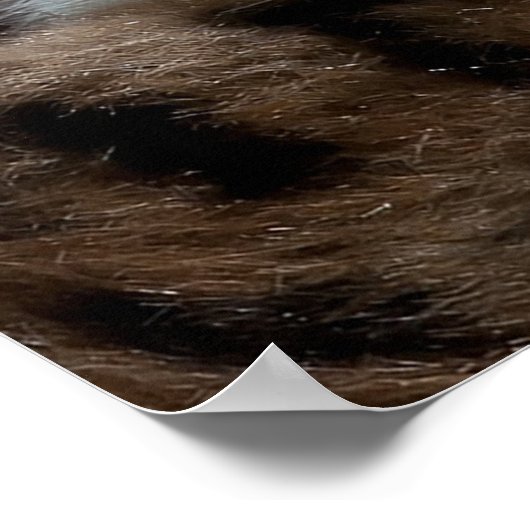 Poster Bleu teint blanc Kitten (Coin)