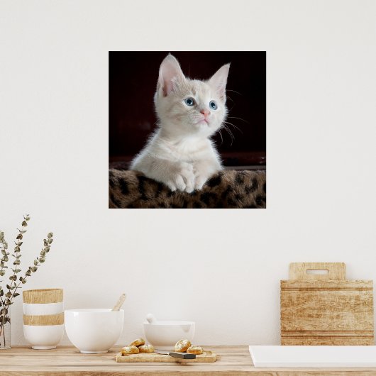 Poster Bleu teint blanc Kitten (Cuisine)
