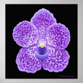Poster Bleu Vanda Orchid Bloom Imprimer (Devant)