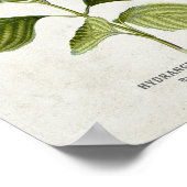 Poster Bleu vintage Hydrangea Botanique (Coin)