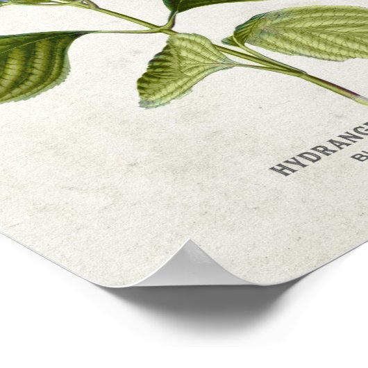 Poster Bleu vintage Hydrangea Botanique (Coin)