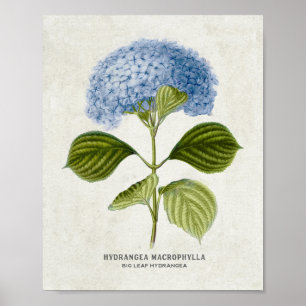 Poster Bleu vintage Hydrangea Botanique