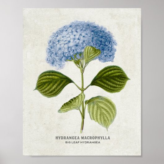 Poster Bleu vintage Hydrangea Botanique (Devant)