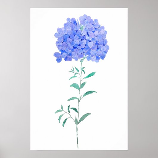 Poster bleu violet Plumbago auriculata couleur d'eau de f (Devant)