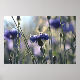 Poster Bleuets Soir d'Été Prairie