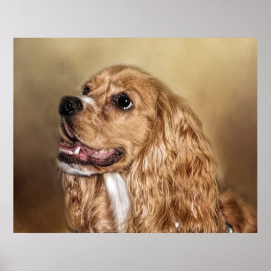 Poster Blonde Cocker Spaniel (Devant)