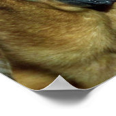 Poster Bloodhound (Coin)