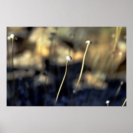 Poster Bloom du désert (Devant)