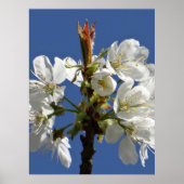 Poster Bloom du printemps blanc (Devant)