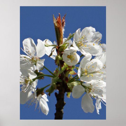 Poster Bloom du printemps blanc (Devant)
