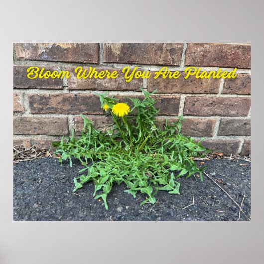 Poster Bloom Where You Are Planted Dandelion (Devant)