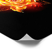 Poster Blooming Fire Rose (Coin)