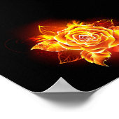 Poster Blooming Fire Rose (Coin)