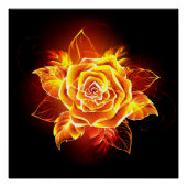 Poster Blooming Fire Rose (Devant)